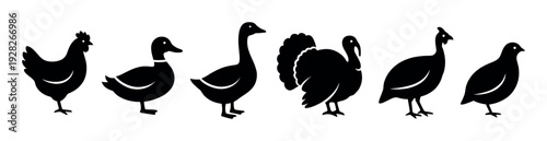 Set of six black farm bird silhouettes including a chicken, duck, goose, turkey, guineafowl, and quail presented in a row as a simple graphic icon collection