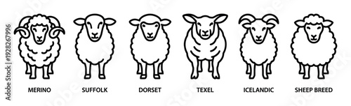 Collection of different sheep breed icons in a minimalist line art style showing various types of farm animals for livestock or wool industry concepts