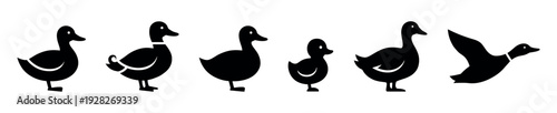 Set of black duck silhouettes and icons showing various poses including standing, walking, a small duckling, and a bird in flight, presented in a simple graphic vector style