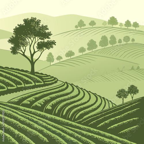 Panoramic illustration of terraced green hills and rolling farmland with a large solitary tree, in a vintage, stylized, monochromatic green aesthetic.