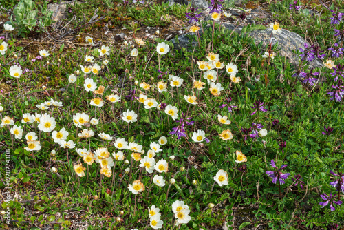 Arctic wildflowers.
Mountain avens (Dryas octopetala)
