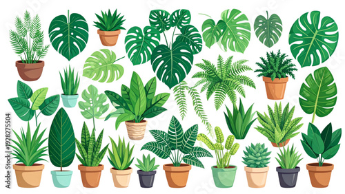 Colorful Top View House Plant Vector Set with Monstera and Succulents