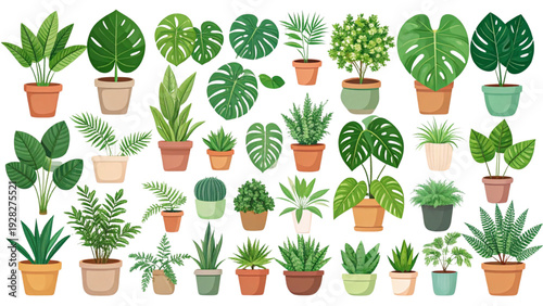 Colorful Top View House Plant Vector Set with Monstera and Succulents