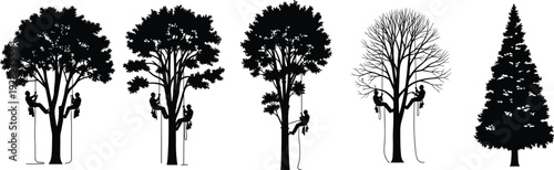 Arborist Tree Climber Silhouettes Performing Maintenance and Pruning on Deciduous and Pine Trees for Forestry Landscaping and Outdoor Service Design Projects