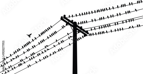 Birds sitting on power lines silhouette, flock perched on electric wires and utility pole isolated on white background, wildlife and urban nature concept