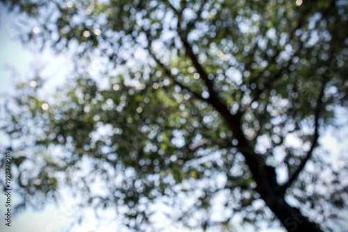 Sky and tree blurry background