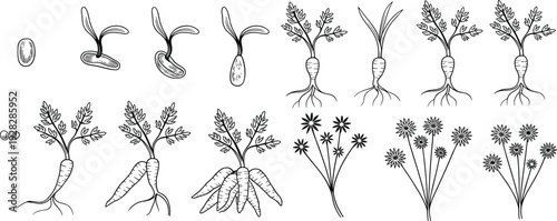 Carrot growth stages vector set, plant life cycle from seed to harvest, botanical illustration collection in hand drawn line art style