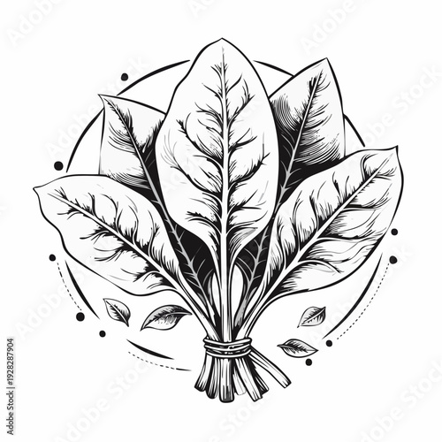 Fresh spinach leaves vector illustration isolated on white background