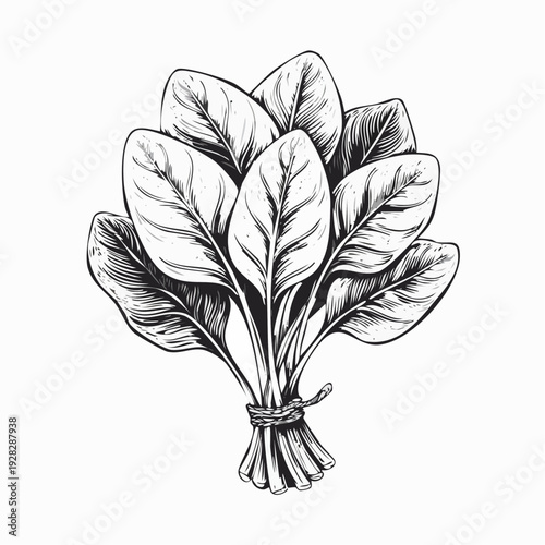 Fresh spinach leaves vector illustration isolated on white background