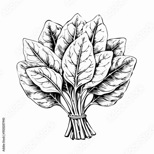 Fresh spinach leaves vector illustration isolated on white background