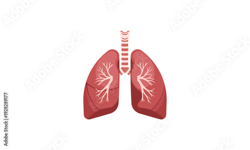 Human Lungs Anatomy Vector Illustration - Internal Respiratory System Organ