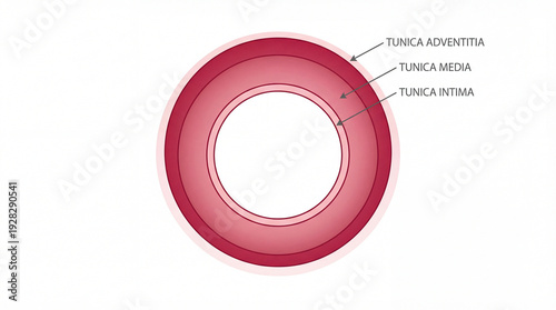 Vascular architecture unveiled depicting the concentric structure of an artery featuring Tunica Adventitia, Tunica Media, and Tunica Intima layers