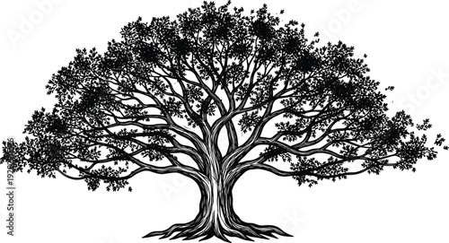 Detailed silhouette illustration of a large tree with wide canopy, branching roots, dense foliage, symbolizing growth, life, nature, ecology, and artistic botanical design.