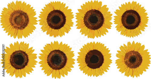 Set of eight yellow sunflower vector illustrations isolated on white background, summer floral elements for garden theme, wedding invitations and bright nature designs