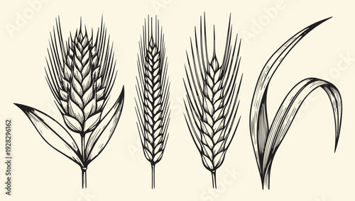 Illustration of various wheat or barley ears and a leafy plant