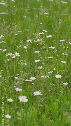 Wallpaper Mural A Vibrant Wildflower Meadow in Full Bloom, Showcasing Natures Splendid Beauty and Diversity Torontodigital.ca
