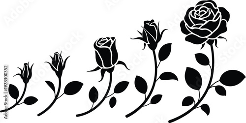 Five black and white roses in different stages of bloom with leaves on stems