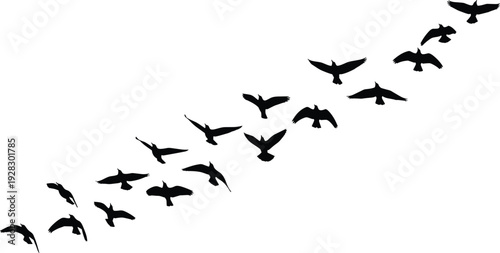 Black Bird Silhouette Flock Flying in Formation Against White Background Minimalist Vector Illustration of Migrating Crows or Gulls in V Shape
