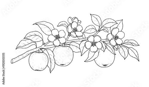 Hand Drawn Apple Tree Branch Vector Decorative Monochrome Botanical Engraving