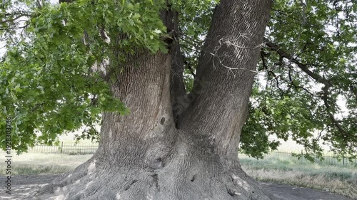 Large tree with thick trunk in open area