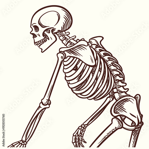 Human skeleton in crouching position brown outline on beige background
