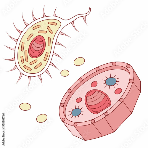 Cell structures with organelles and membranes animal cell