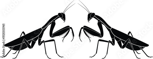 Symmetrical black silhouette of two praying mantises facing each other with sharp claws extended in a stark white background
