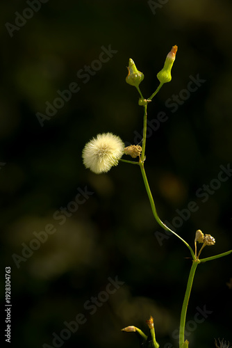Delicate Dandelion in Bloom