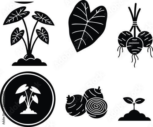Taro plant and root vegetable silhouettes set, tropical leaves and sprout isolated black vector illustration collection