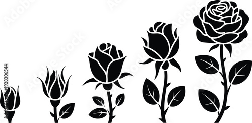 Five black and white roses in different stages of bloom with leaves on a white background