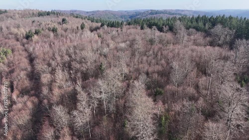 Aerial View of Leafless Winter Forest Landscape