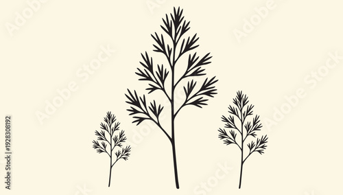 Botanical illustration of three plant specimens with feathery leaves and stems