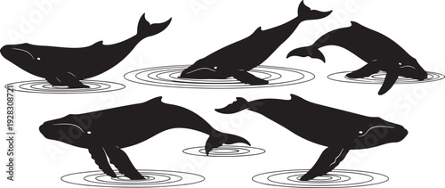 Four different species of whales swimming in the ocean, showcasing their unique shapes and sizes.