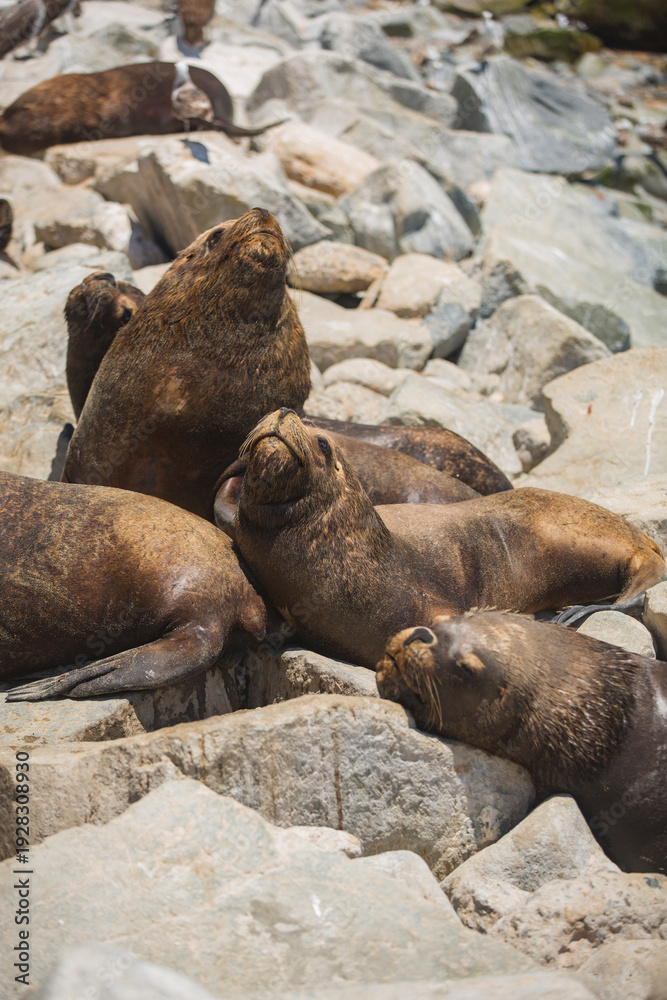 Fototapeta premium Group of South American Sea Lions Basking on Coastal Rocks with Copy Space