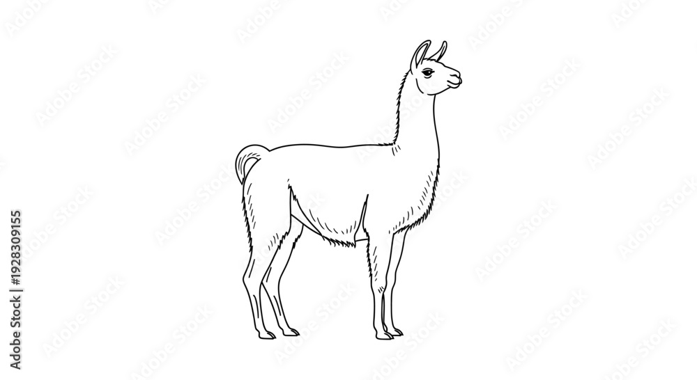 Obraz premium Detailed Line Art Illustration of a Llama Standing Gracefully.