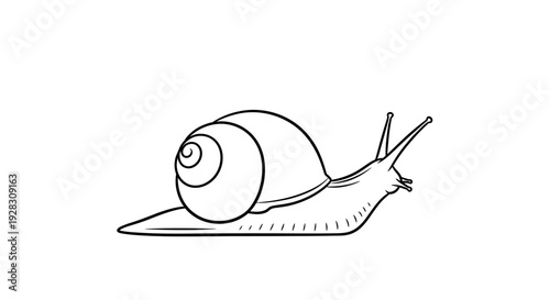 Simple Line Art Drawing of a Snail with a Spiral Shell.