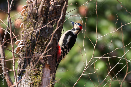 Beautiful Great Spotted Woodpecker looking for food at a dead tree