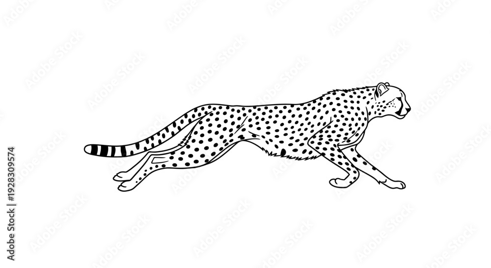 Obraz premium Dynamic cheetah illustration in black and white running gracefully.