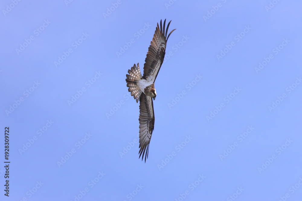 Obraz premium Osprey flying in search of fish