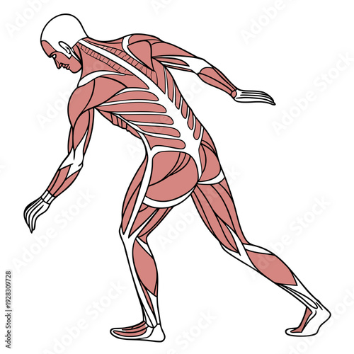 Human muscular system anatomy back view muscles