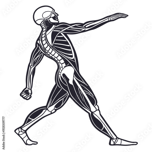 Human body muscular system anatomy black and white
