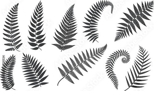 Various black and white fern leaf arranged in a grid pattern on a white background leaves plant nature