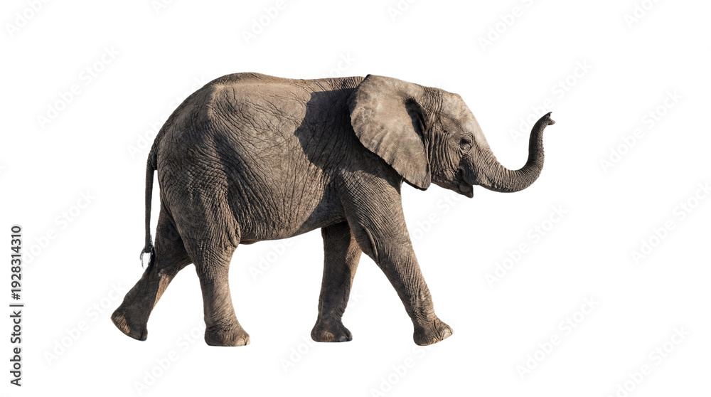 Obraz premium A gray elephant walking on transparent background