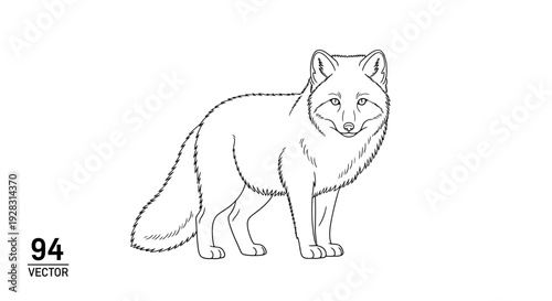 Arctic Fox Line Art Illustration Standing Gracefully.