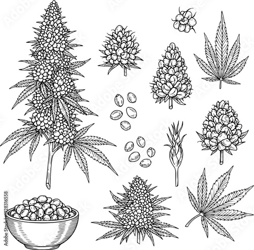 Detailed Hand Drawn Collection of Hemp Plant Seeds Flowers and Leaves leaf