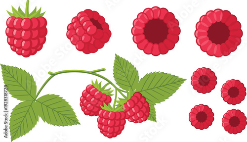 Raspberry fruit set with leaves, whole, half and top views in flat vector illustration for organic food packaging, healthy dessert menu and farm market design.