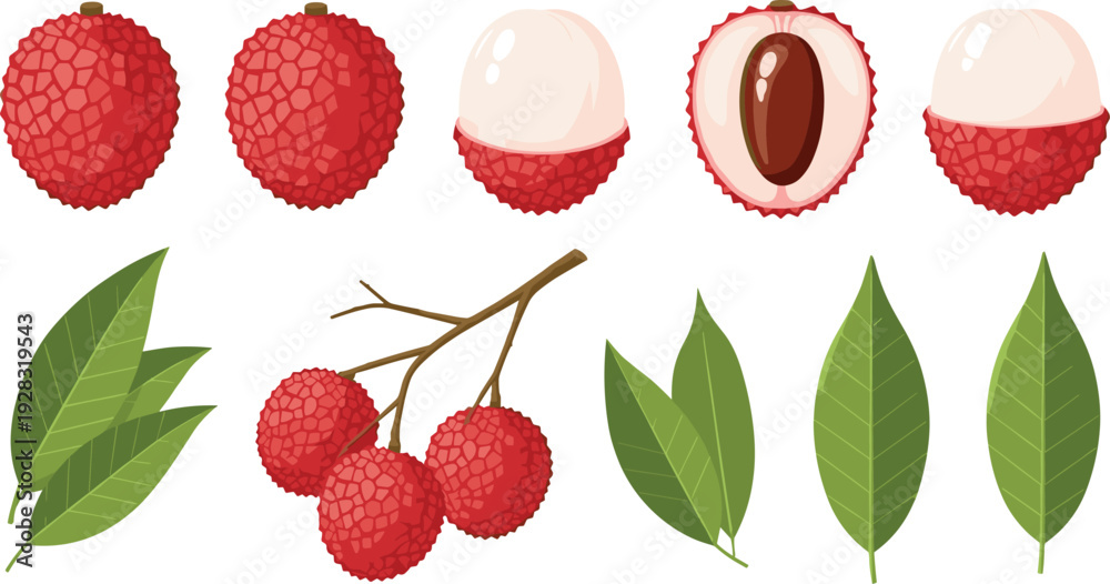 Fototapeta premium Lychee fruit set with whole, peeled, seed, leaves and branch in flat vector illustration for tropical organic food packaging and healthy dessert menu design.