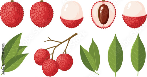 Lychee fruit set with whole, peeled, seed, leaves and branch in flat vector illustration for tropical organic food packaging and healthy dessert menu design.