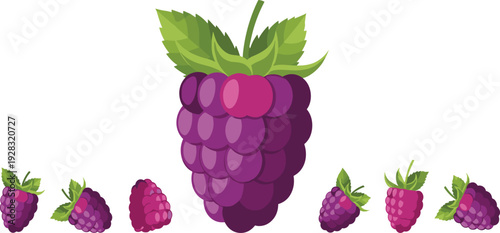Blackberry fruit composition with large central berry and small variations in flat vector illustration for organic food packaging and healthy dessert menu design.