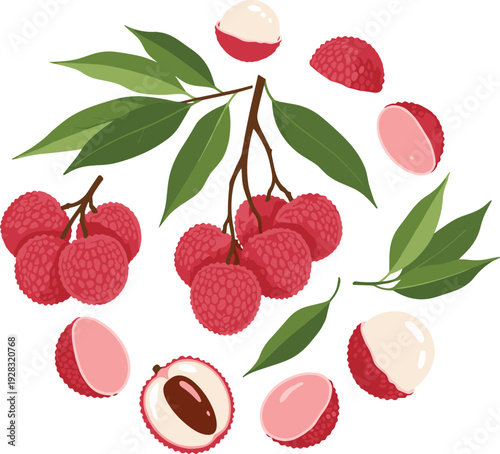 Lychee fruit circular composition with branch, peeled halves, seed and green leaves in flat vector illustration for tropical organic food packaging design.
